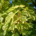 Acer pseudoplatanus brillantissimum : culture et conseils pour le jardin en France