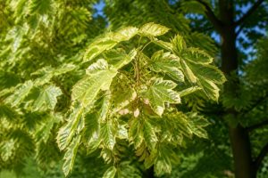 Acer pseudoplatanus brillantissimum : culture et conseils pour le jardin en France