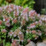 Abélia prostata : conseils de culture et d’entretien au jardin