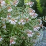 Abelia sparkling silver : culture, entretien et conseils pour un jardin lumineux