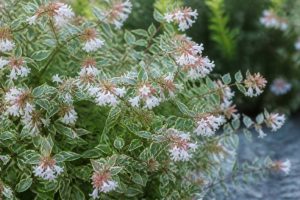 Abelia sparkling silver : culture, entretien et conseils pour un jardin lumineux