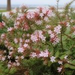 Abelia rose : conseils de culture et d’entretien au jardin