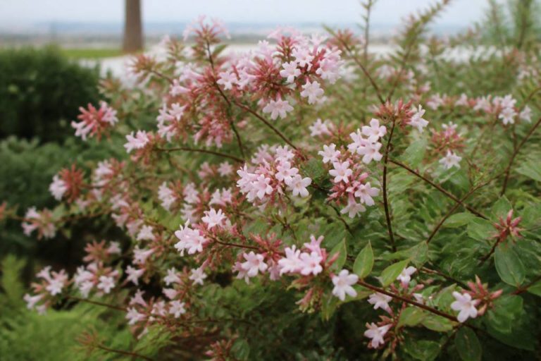 Abelia rose : conseils de culture et d’entretien au jardin