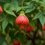 Abutilon striatum : culture, entretien et floraison au jardin