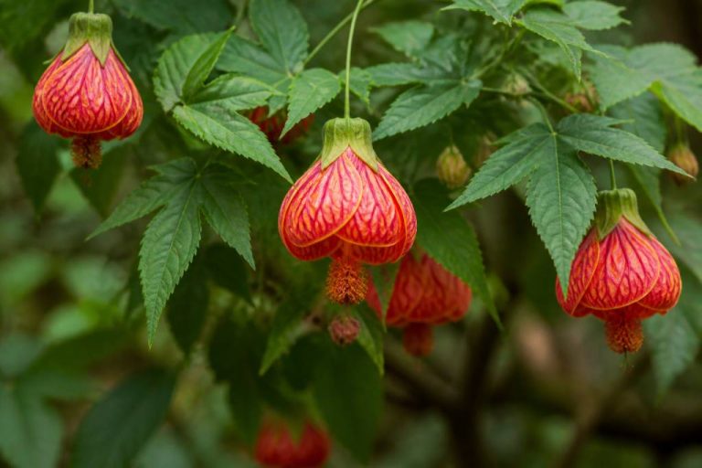 Abutilon striatum : culture, entretien et floraison au jardin
