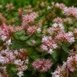 Abelia mosanensis : culture, plantation et entretien au jardin
