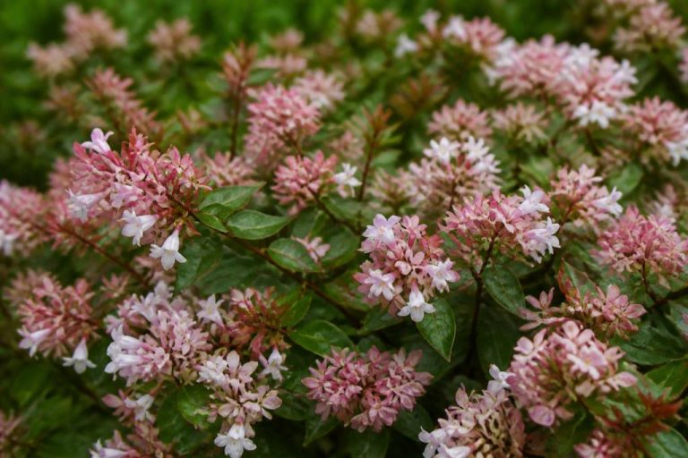 Abelia mosanensis : culture, plantation et entretien au jardin