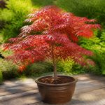 Acer palmatum en pot : conseils de culture et d’entretienાન્ય