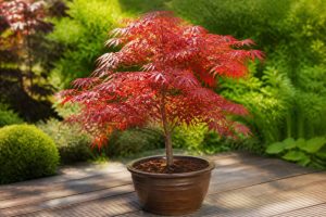 Acer palmatum en pot : conseils de culture et d’entretienાન્ય