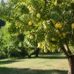 Durée de vie d&rsquo;un arbre : combien de temps vivent les citronniers et les agrumes ?