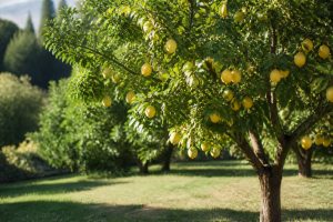 Durée de vie d&rsquo;un arbre : combien de temps vivent les citronniers et les agrumes ?