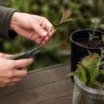 Abelia bouture : comment réussir la multiplication de cet arbuste au jardin