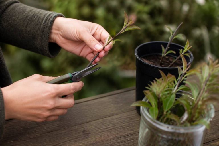 Abelia bouture : comment réussir la multiplication de cet arbuste au jardin