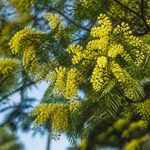 Acacia baileyana : culture, entretien et conseils pour le jardin