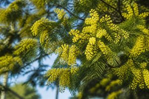 Acacia baileyana : culture, entretien et conseils pour le jardin