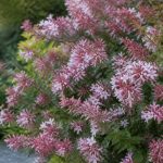 Abelia raspberry profusion : conseils de culture au jardin en France