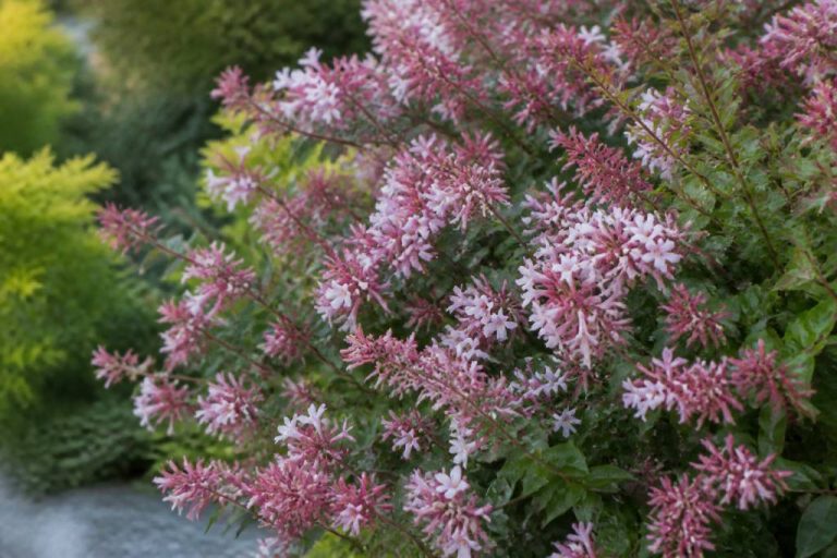 Abelia raspberry profusion : conseils de culture au jardin en France