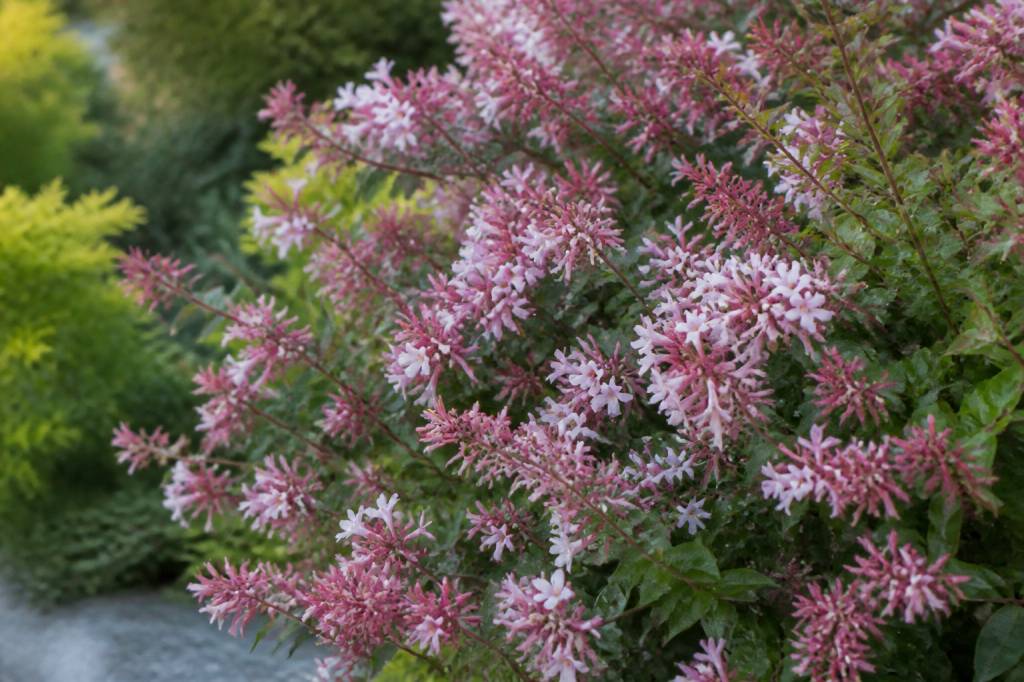 Abelia raspberry profusion : conseils de culture au jardin en France