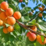 Abricotier bergeval : plantation, culture et conseils d’entretien au jardin