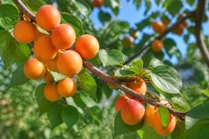 Abricotier bergeval : plantation, culture et conseils d’entretien au jardin