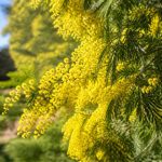 Acacias jaune : conseils de culture et d’entretien au jardin