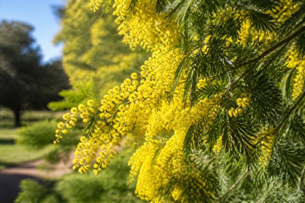 Acacias jaune : conseils de culture et d’entretien au jardin