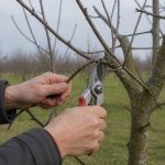 Taille cerisier : quand et comment tailler un cerisier efficacement en France