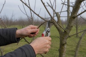 Taille cerisier : quand et comment tailler un cerisier efficacement en France