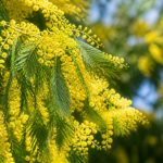 Acacia dealbata Gaulois Astier : culture et entretien au jardin en France