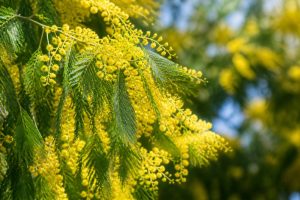 Acacia dealbata Gaulois Astier : culture et entretien au jardin en France