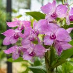 Dendrobium berry oda : conseils de culture et d’entretien