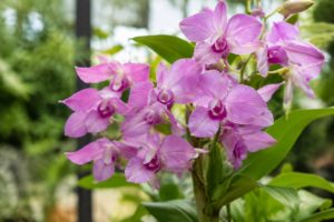 Dendrobium berry oda : conseils de culture et d’entretien