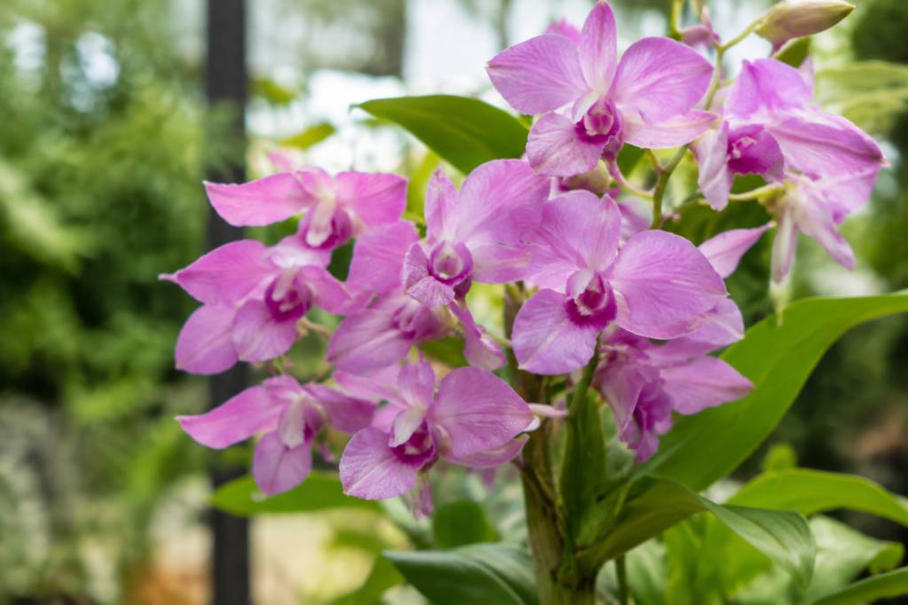 Dendrobium berry oda : conseils de culture et d’entretien