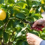 Quel mois tailler le citronnier ?