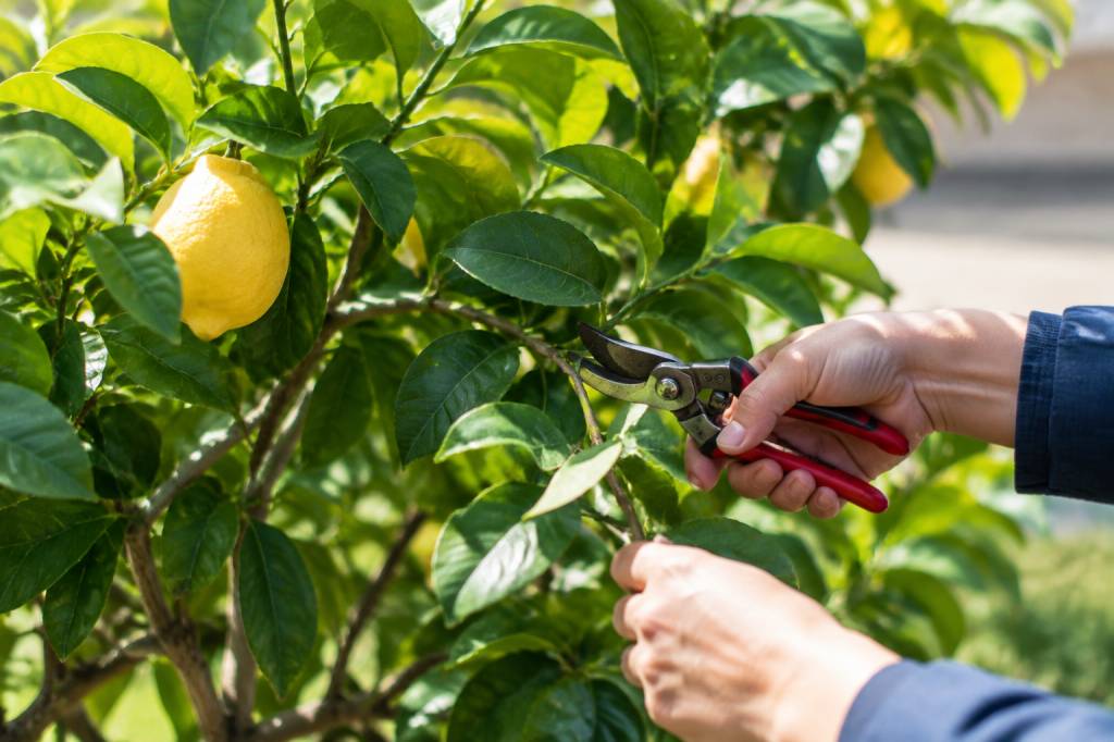 Quel mois tailler le citronnier ?