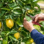 Taille citronnier 4 saisons : quand et comment procéder pour favoriser les fruits