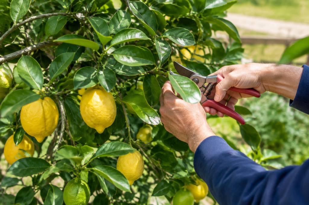 Taille citronnier 4 saisons : quand et comment procéder pour favoriser les fruits