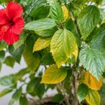 Hibiscus feuilles qui jaunissent et tombent : causes et solutions