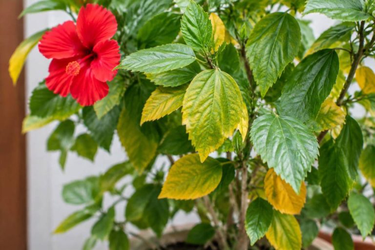 Hibiscus feuilles qui jaunissent et tombent : causes et solutions