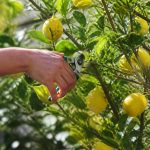 Quand tailler mon citronnier : calendrier et conseils selon les variétés