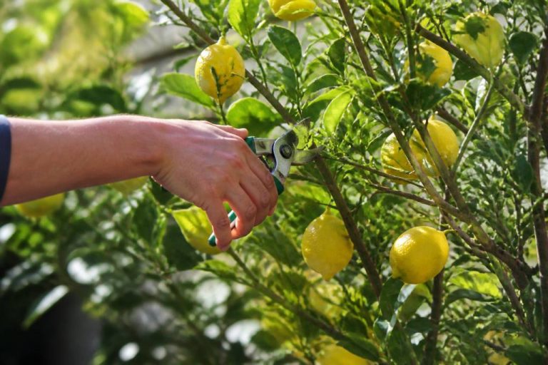 Quand tailler mon citronnier : calendrier et conseils selon les variétés