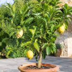 Citronnier 1 an : conseils de culture et d’entretien au jardin