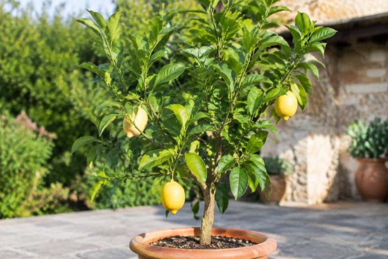 Citronnier 1 an : conseils de culture et d’entretien au jardin
