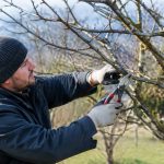 Comment tailler les cerisiers : techniques et conseils pour une taille réussie