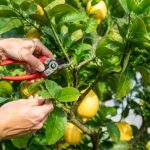 Taille citronnier des 4 saisons : quand et comment le tailler efficacement