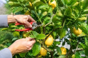 Taille citronnier des 4 saisons : quand et comment le tailler efficacement