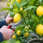 Quand tailler un citronnier 4 saisons : calendrier et conseils pratiques