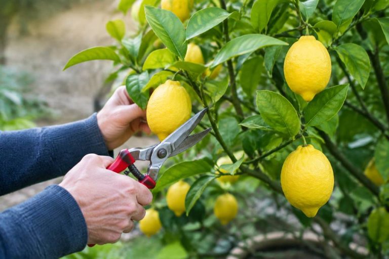 Quand tailler un citronnier 4 saisons : calendrier et conseils pratiques