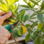 Définition élagage : comprendre les principes pour entretenir un citronnier en France