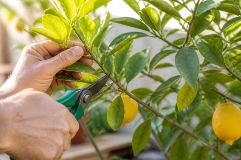 Définition élagage : comprendre les principes pour entretenir un citronnier en France